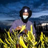 盐池县将黄花菜产业作为脱贫攻坚的特色产业，依托滴灌等技术扩大种植规模，培育专业合作社、深加工企业，打造黄花菜产业链条。