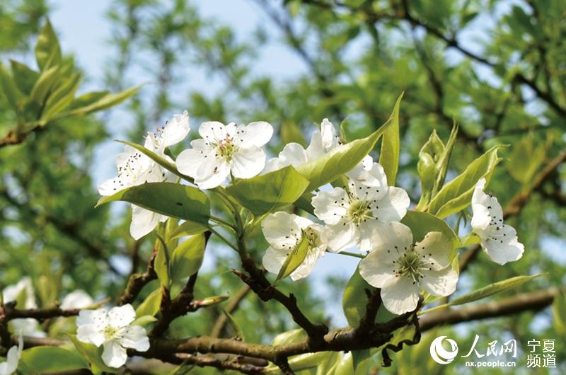 黃河古村：百年梨樹花飄香  秦瑞杰攝