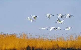 国家二级保护鸟类白琵鹭飞过宁夏沙湖水域