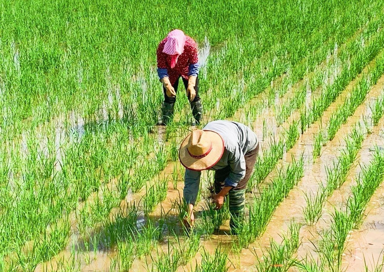 正在种植中的水稻田