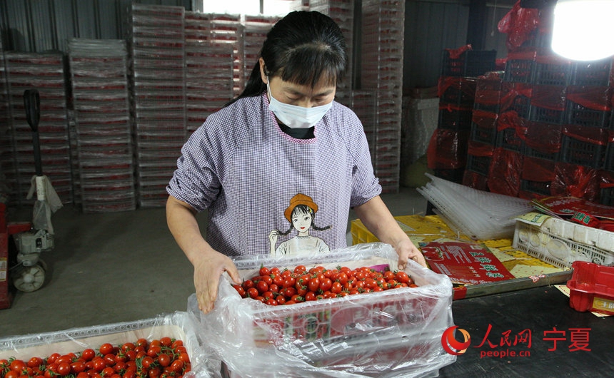 工人正在装配成熟的小番茄。人民网 赵茉钰摄