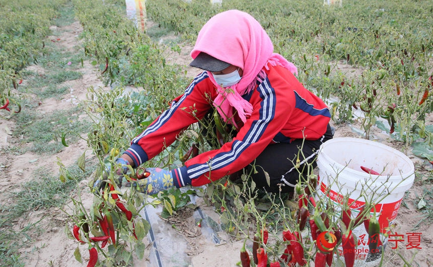 西源村村民正在採摘辣椒，平均每天收入100元左右。人民網 趙茉鈺攝