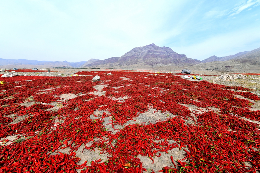 时下正是辣椒丰收的季节，火红的辣椒被采摘后，送往贺兰山下的“天然戈壁晒场”。岳昌鸿摄
