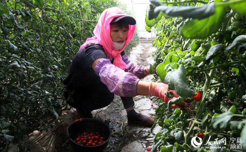 平罗县庙庙湖村村民正在温棚内，采摘小番茄。人民网 赵茉钰摄