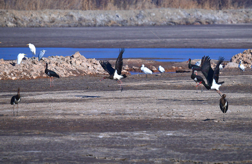 黑鹳在沙湖东部浅滩水域出现。岳昌鸿摄