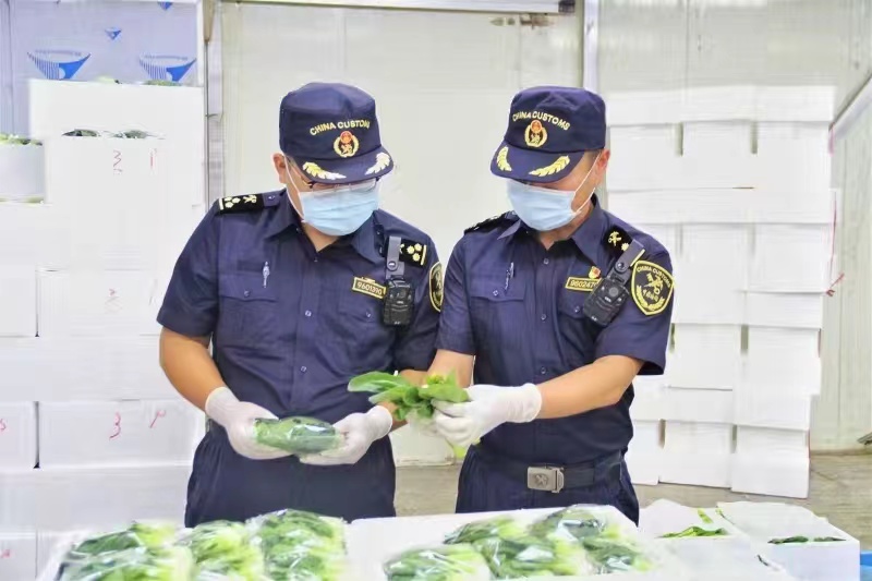 海关绿色通道护航 宁夏前9个月出口各类蔬菜11.86万吨