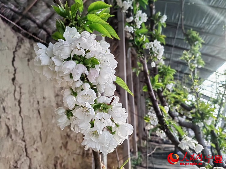 农丰生态园设施温棚内樱桃花。人民网 李甜甜摄