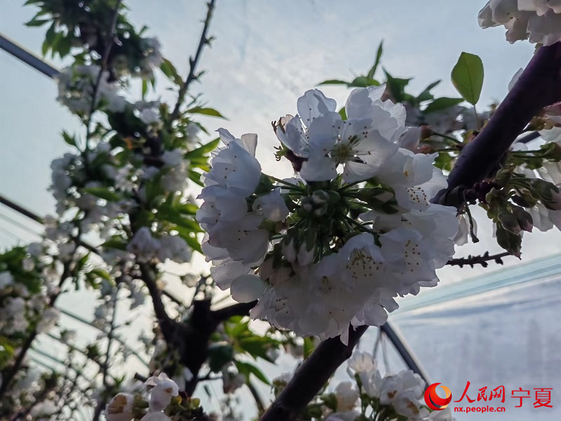 農豐生態園設施溫棚內櫻桃花。人民網 李甜甜攝