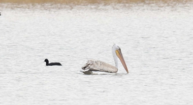 卷羽鹈鹕首次现身宁夏哈巴湖保护区
