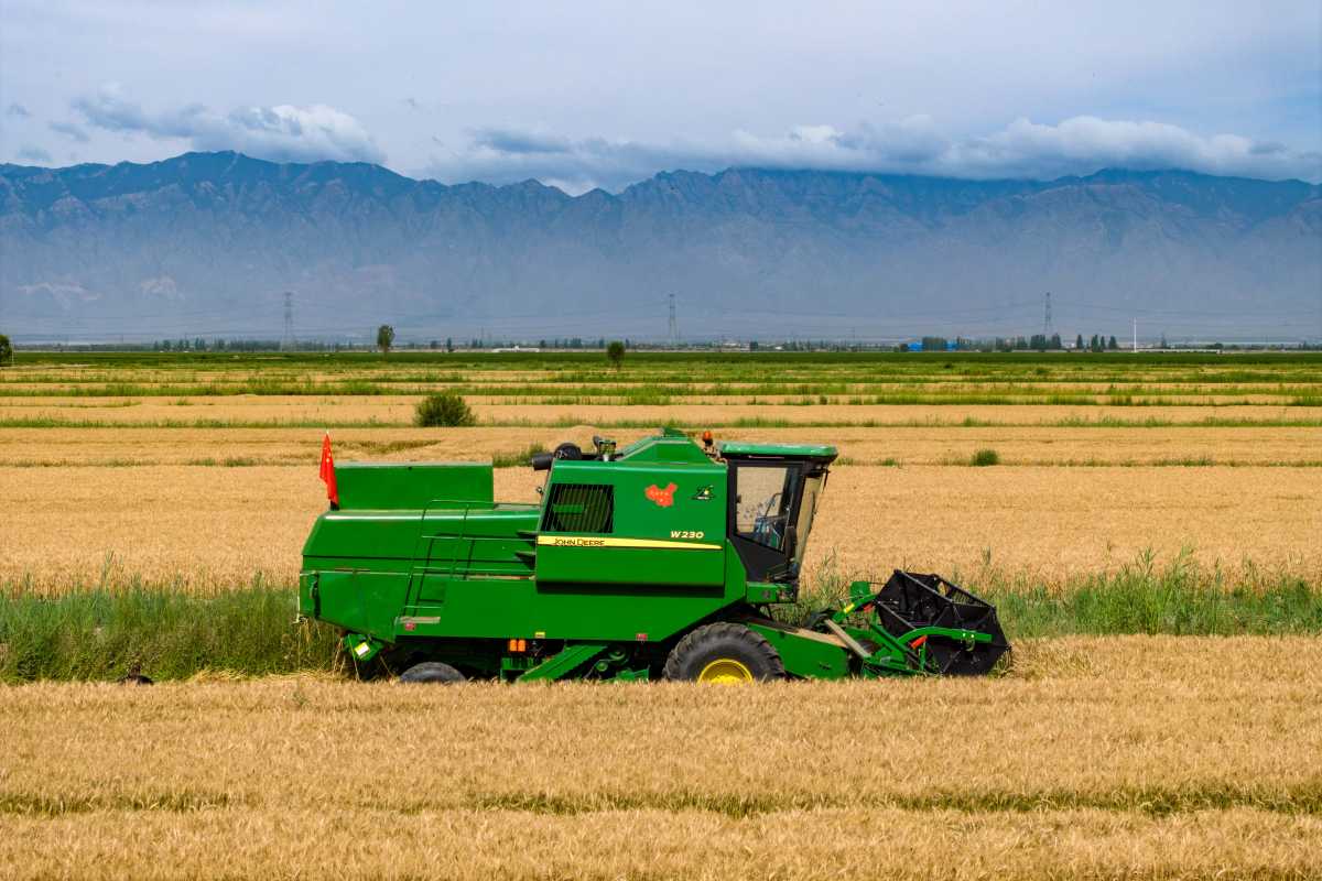 位于宁夏银川贺兰山下的宁夏农垦贺兰山农牧场的小麦良种开镰收割。