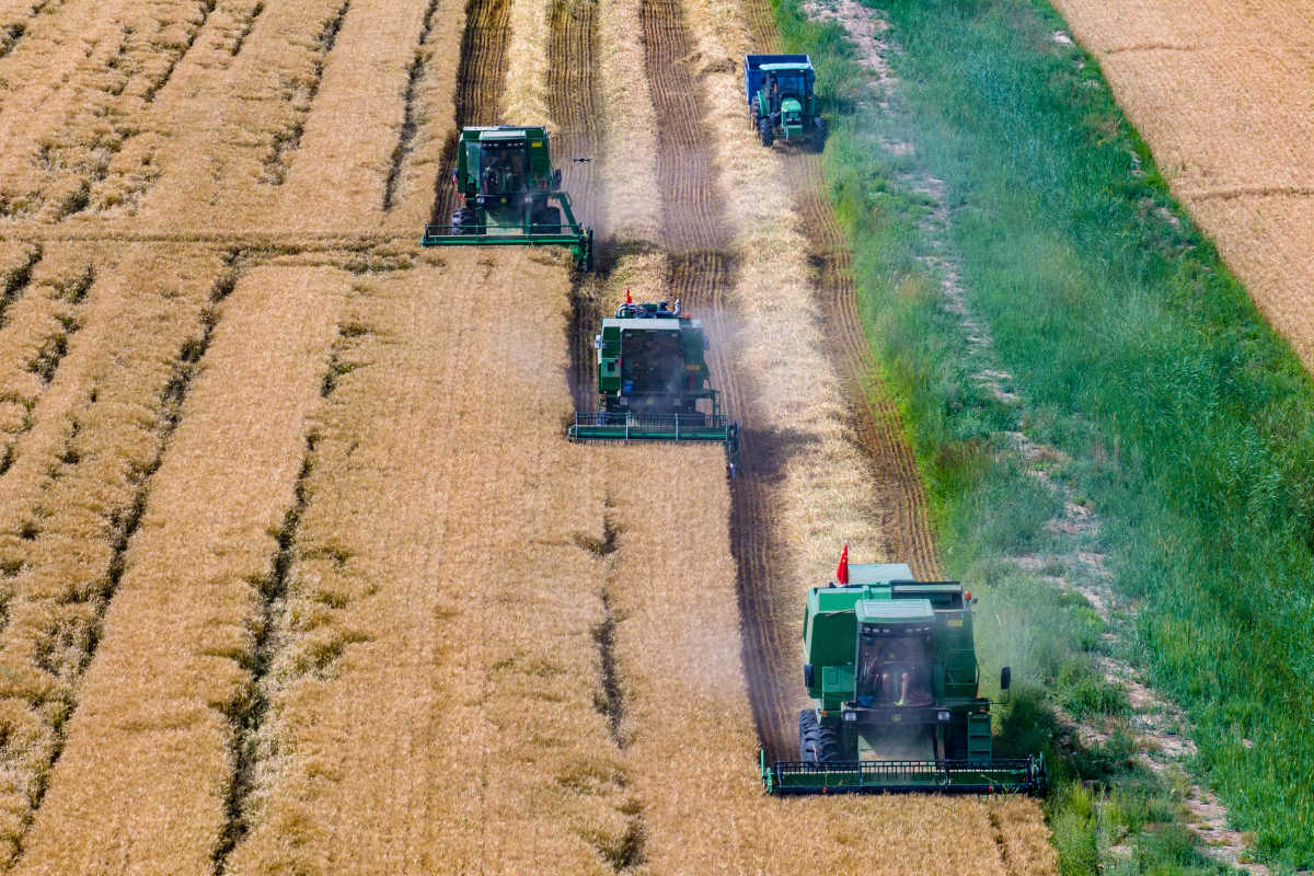 位於寧夏銀川賀蘭山下的寧夏農墾賀蘭山農牧場的小麥良種開鐮收割。