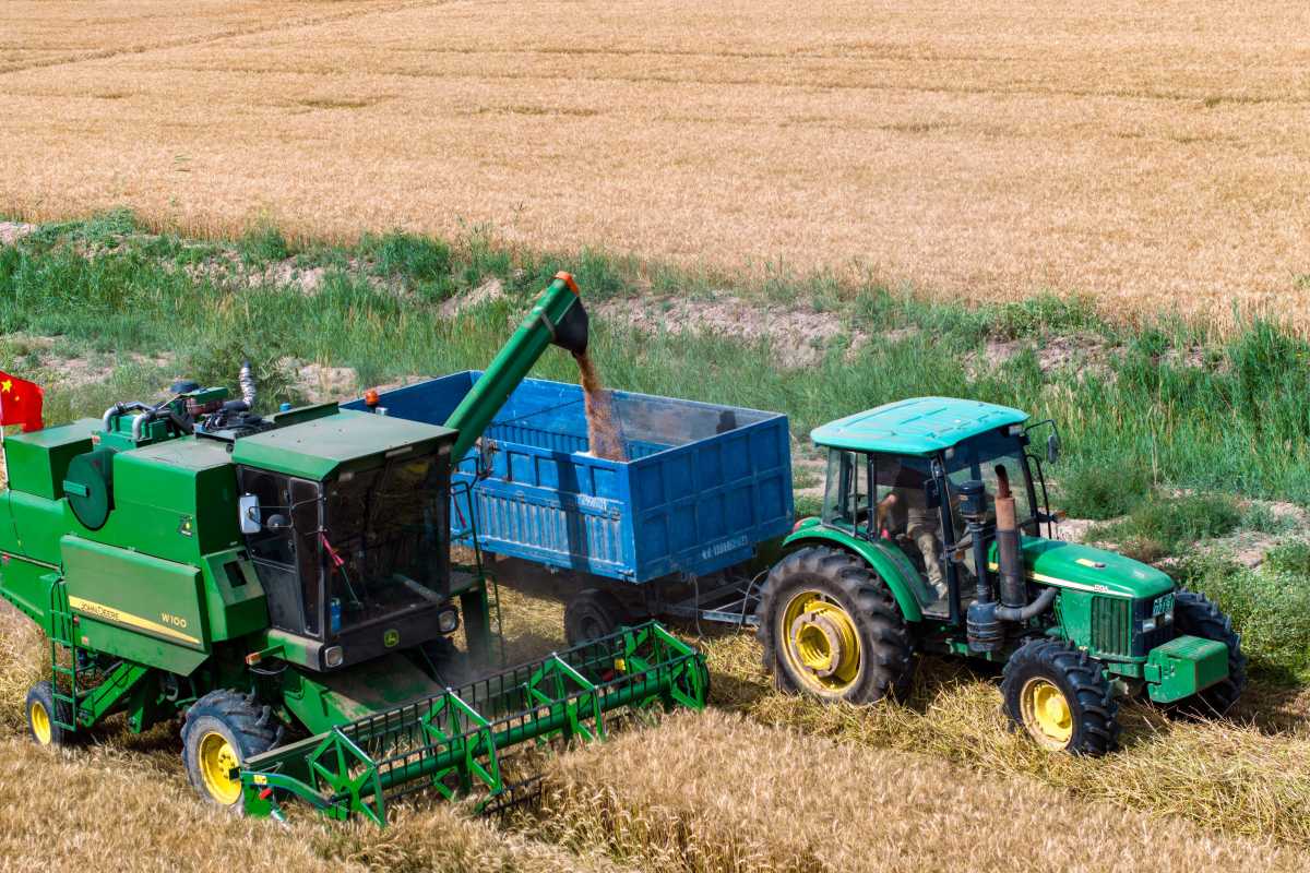 位於寧夏銀川賀蘭山下的寧夏農墾賀蘭山農牧場的小麥良種開鐮收割。