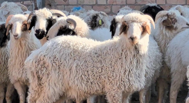 盐池滩羊何以成为羊肉界“顶流”？