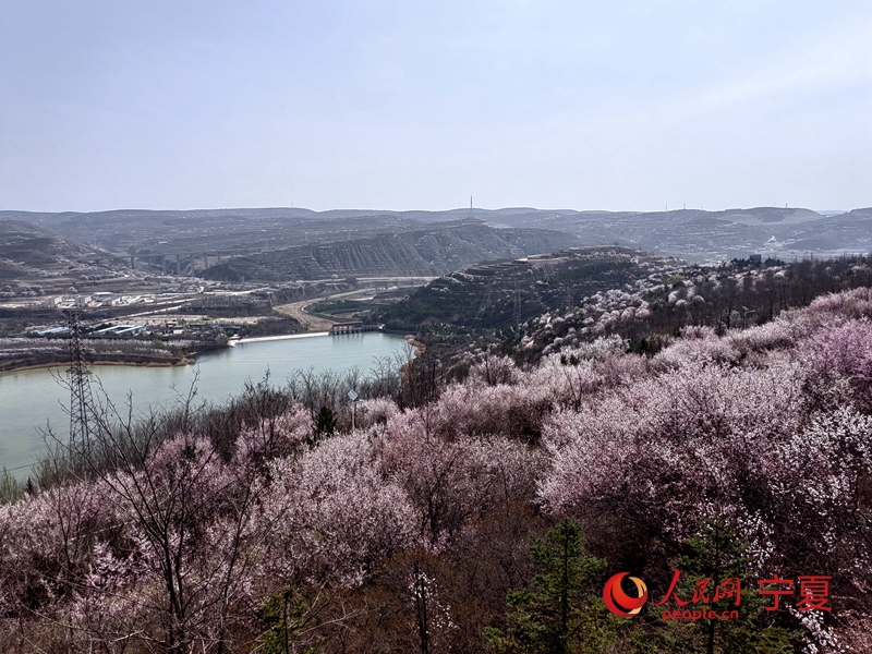 第二十届宁夏六盘山山花节暨第十二届“梯田花海·醉美彭阳”文化旅游节活动在彭阳县开幕。李甜甜摄