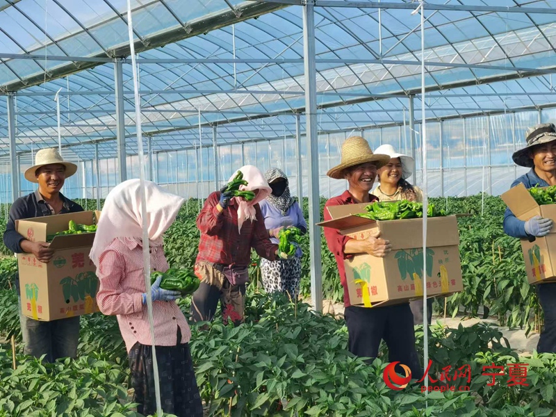 宁夏百日攻坚战丨西吉火集村：蔬菜种植忙