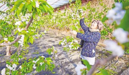 银川市设施樱桃种植面积已超1000亩