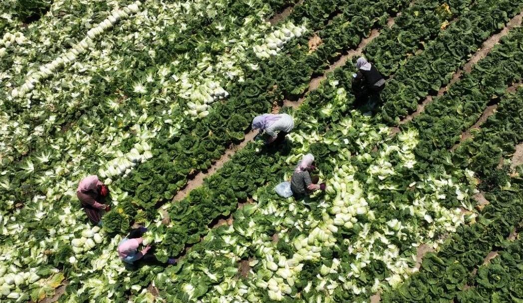 寧夏原州區冷涼蔬菜首次出口文萊