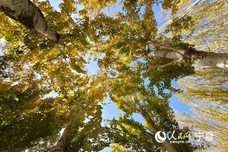 “塞上湖城”解锁醉美秋景。人民网记者 梁宏鑫摄