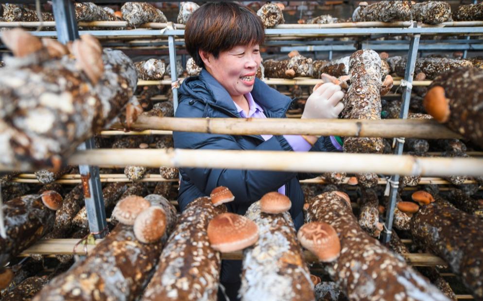 小香菇“飄香”鄉村振興路