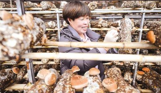 小香菇“飄香”鄉村振興路