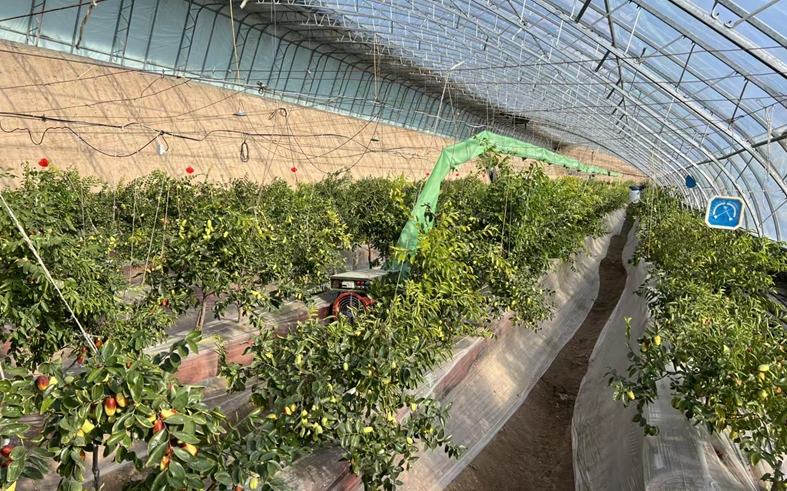 宁夏灵武盆栽长枣即将上市