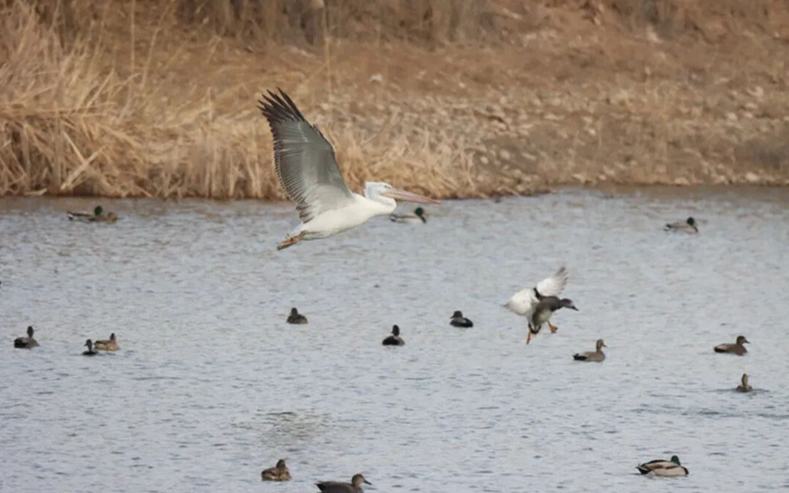 宁夏沙坡头区首次监测到国家一级保护动物卷羽鹈鹕