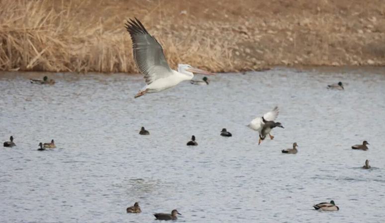 沙坡头区首次监测到国家一级保护动物卷羽鹈鹕