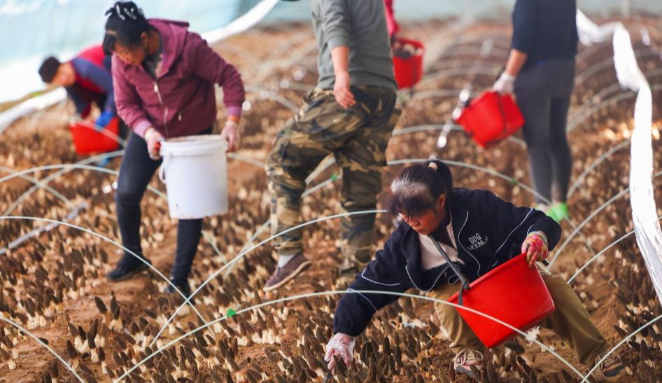羊肚菌喜獲豐收