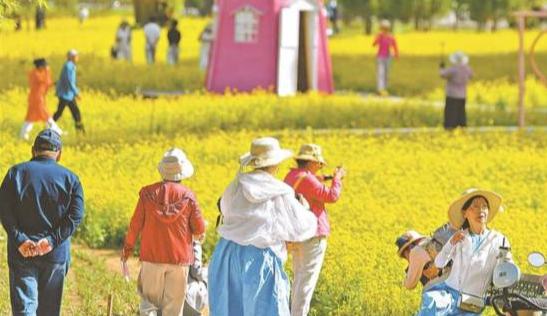 典農河畔油菜花盛放