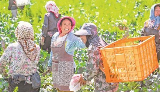 贺兰县西蓝花种植基地迎来丰收季