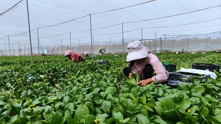 行进中国丨田埂上“跑”出好日子这个曾经的“空心村”、负债薄弱村，如今靠着特色产业，2025年村集体经济收入达到130万元