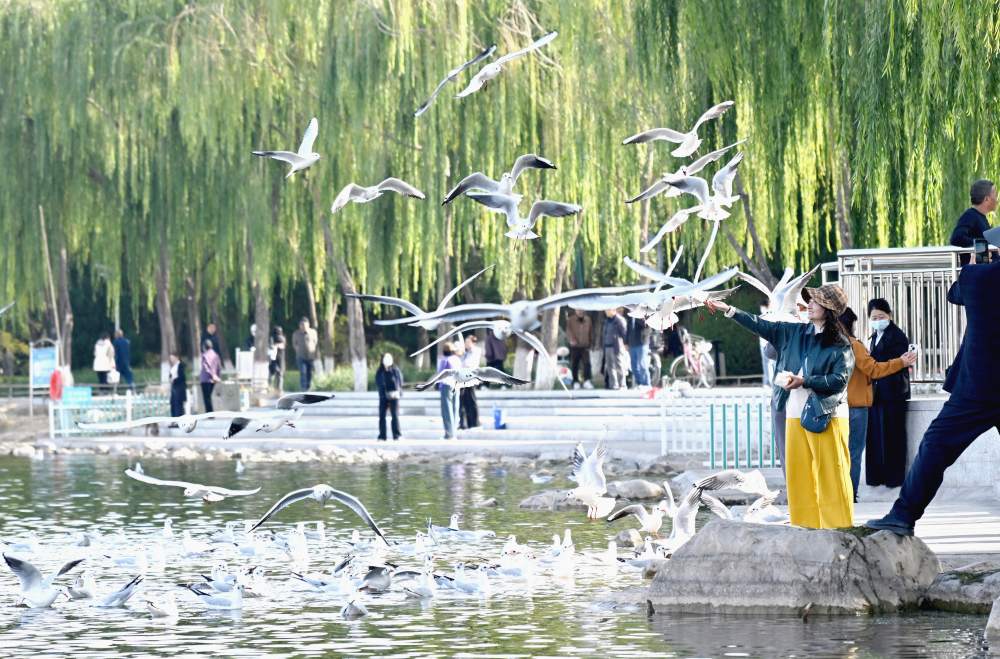红嘴鸥如期而至