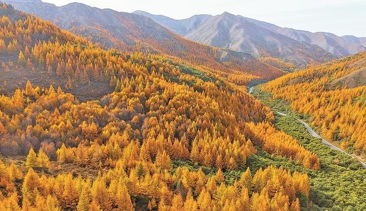 海原县南华山国家级自然保护区层林尽染