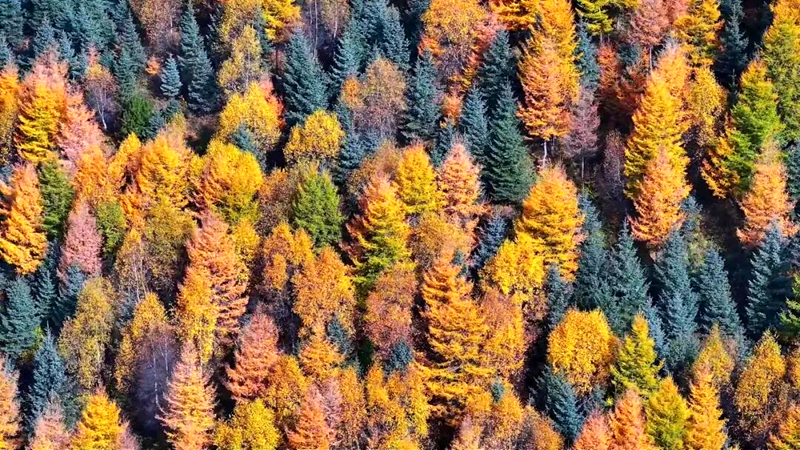 六盘山秋景。兰飞摄