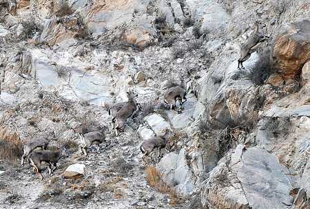 贺兰山成世界岩羊分布密度最大地区之一