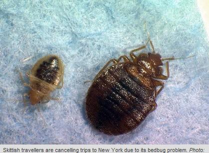 臭虫危机席卷纽约 打击旅游业影响谈情说爱