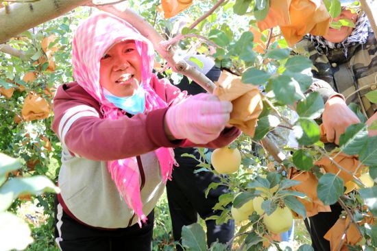沙坡头区永乐村：红苹果种出富民大产业