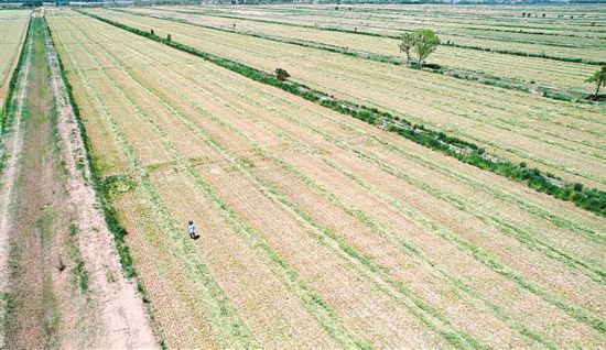 平罗县饲草种植面积达3.5万亩